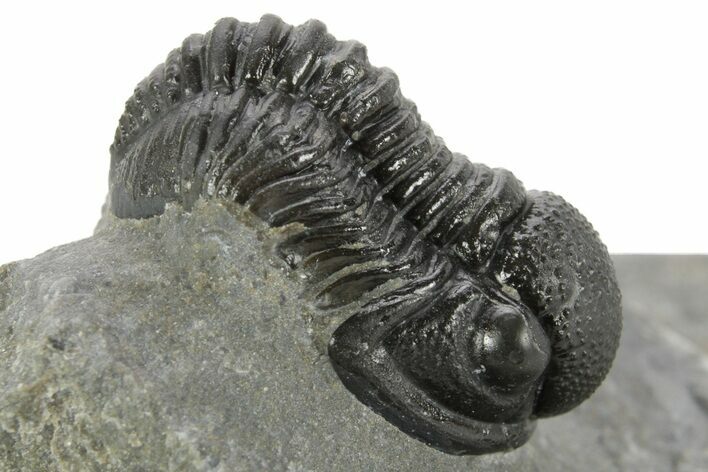 Curled Proetid (Gerastos) Trilobite Fossil - Morocco #377264